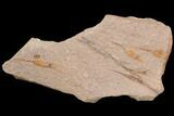 Wide, Eocrinoid (Ascocystites) Plate - Ordovician #118261-1